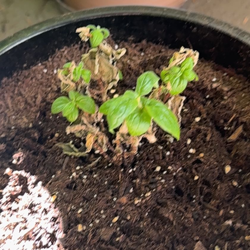 Photo of the plant species Mock Orange by @FullRockweed28 named Khaleesi on Greg, the plant care app