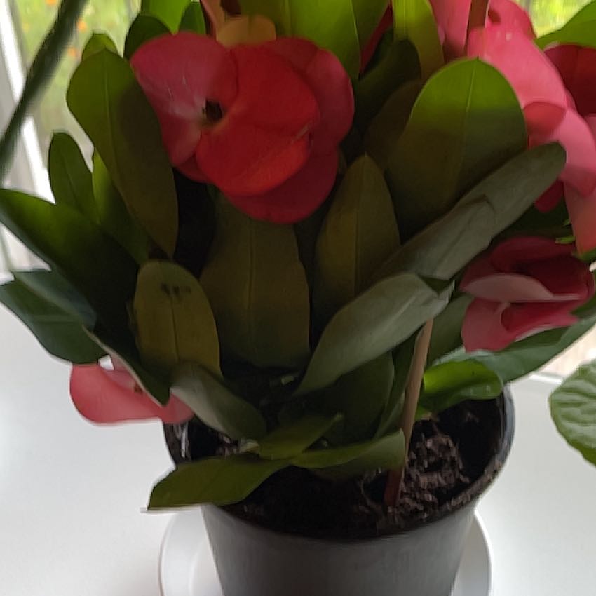 Photo of the plant species Garden Tulip by @UberPlanty51 named Treeyoncé on Greg, the plant care app