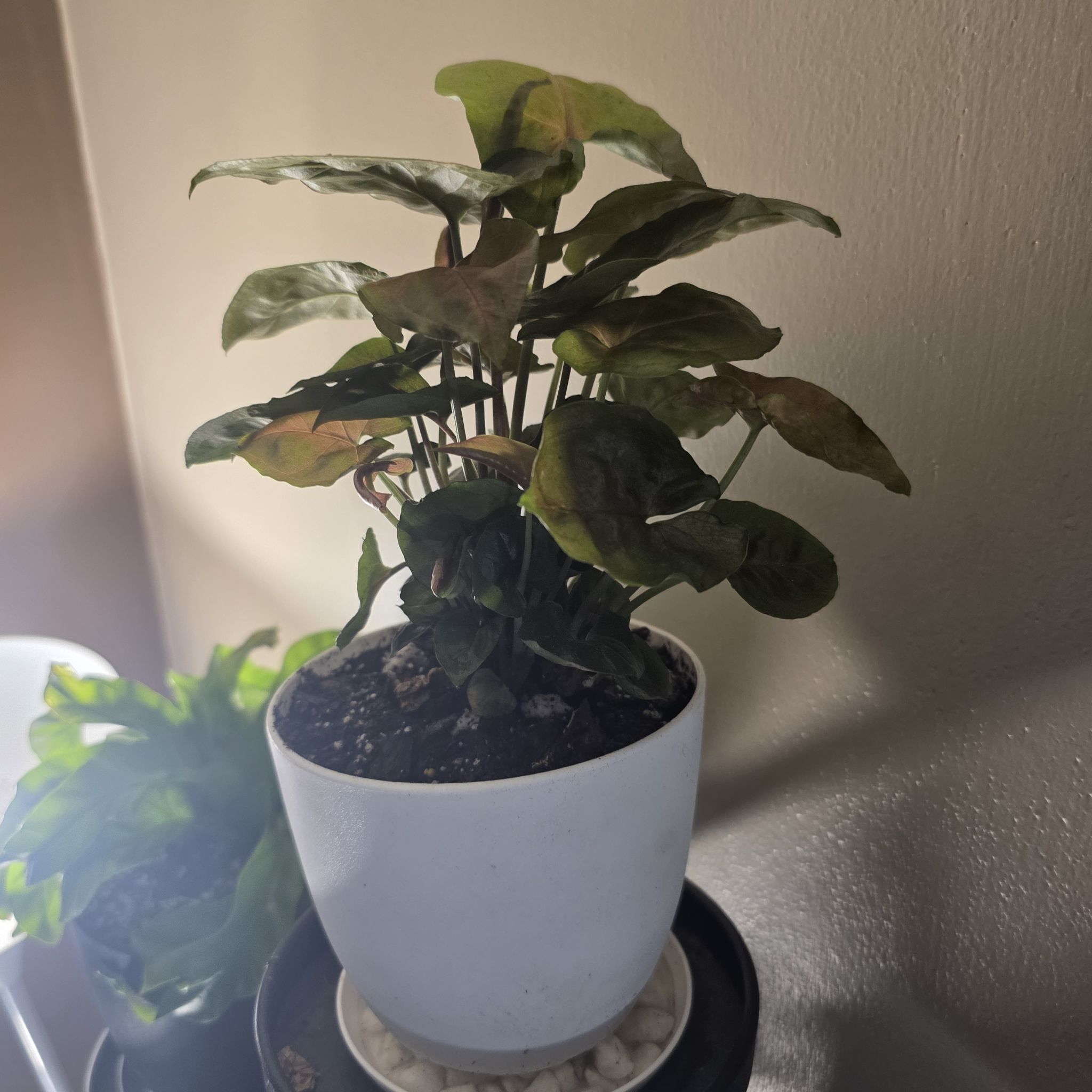 Photo of the plant species Syngonium 'Maria Allusion' by @BustlingNiaouli named McKinley on Greg, the plant care app