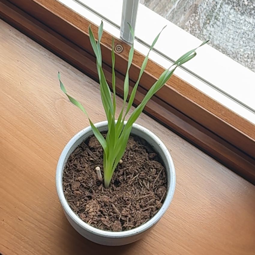 Photo of the plant species Yellow Iris by @ModelLilac28 named Dolores on Greg, the plant care app