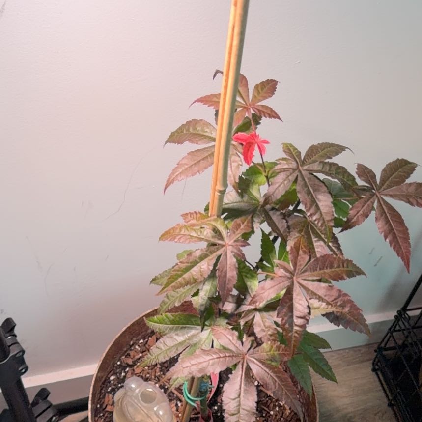 Photo of the plant species Acer Palmatum by @AceYellowgum69 named Terra on Greg, the plant care app