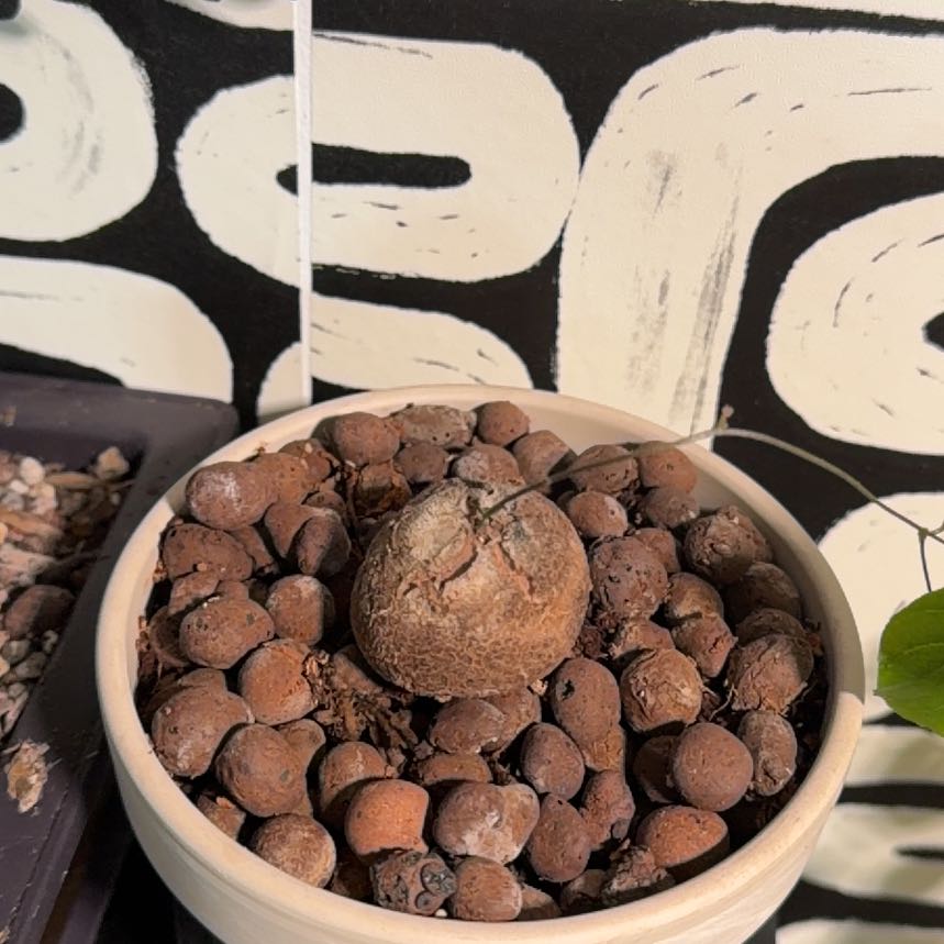 Photo of the plant species Elephant's Foot by @AceYellowgum69 named Rainier on Greg, the plant care app