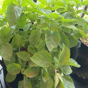 Photo of the plant species Irene Lantana by @AceYellowgum69 named Leaf Erickson on Greg, the plant care app