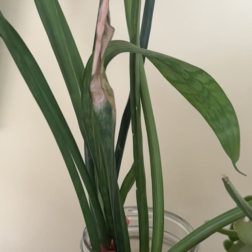Photo of the plant species Typha Latifolia by @PowerfulHope90 named Marley on Greg, the plant care app