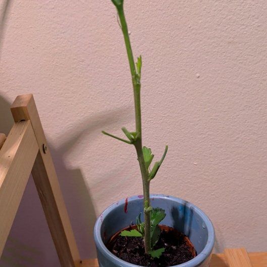 Photo of the plant species Korean Hibiscus by @PetJuneplum45 named Kesha on Greg, the plant care app