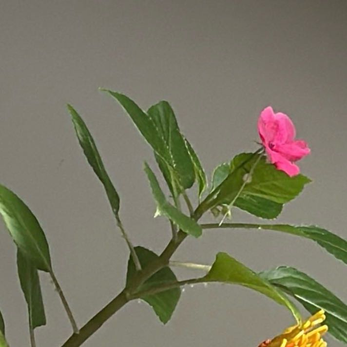 Photo of the plant species Impatiens by @JoyfulTwister92 named Remington on Greg, the plant care app