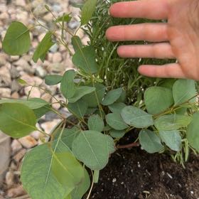 Photo of the plant species Redbox by @VeraciousOkra80 named Eucalyptus on Greg, the plant care app