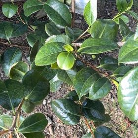 Photo of the plant species Camellia by @TopTawapou99 named Forrest on Greg, the plant care app