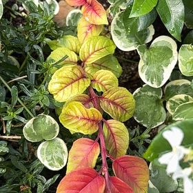 Photo of the plant species Brenia Snowbush by @TopTawapou99 named Leonardo on Greg, the plant care app