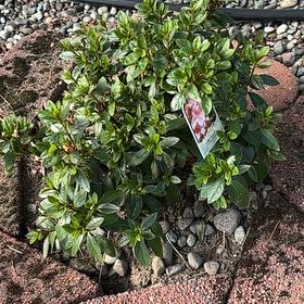 Photo of the plant species Satsuki by @TopTawapou99 named Cleopatra on Greg, the plant care app
