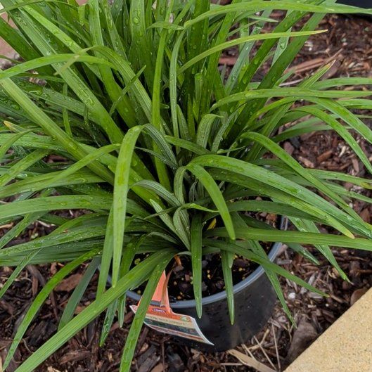 Photo of the plant species Big Blue Lilyturf by @WinQuince74 named Dax on Greg, the plant care app