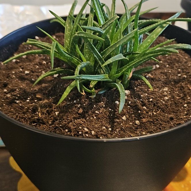 Photo of the plant species Aloe 'Firebird' by @SugarCentro66 named Rosa on Greg, the plant care app