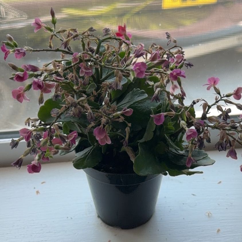 Photo of the plant species Wild Pansy by @KeySquash68 named Lola on Greg, the plant care app