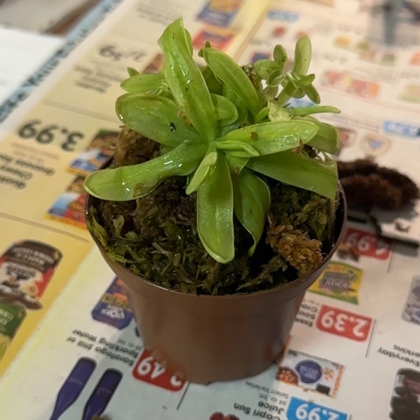 Photo of the plant species butterwort by @KnowingClusia68 named Kendall on Greg, the plant care app