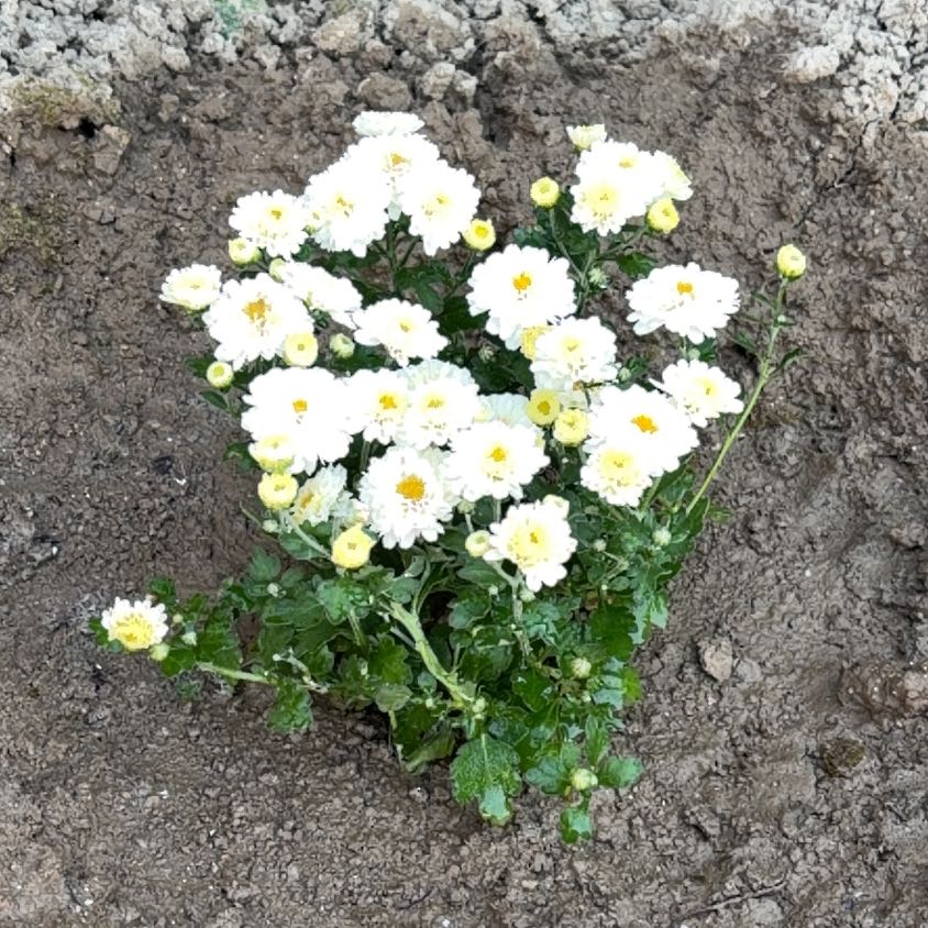Photo of the plant species Feverfew by @FitRamarama27 named da Vinci on Greg, the plant care app