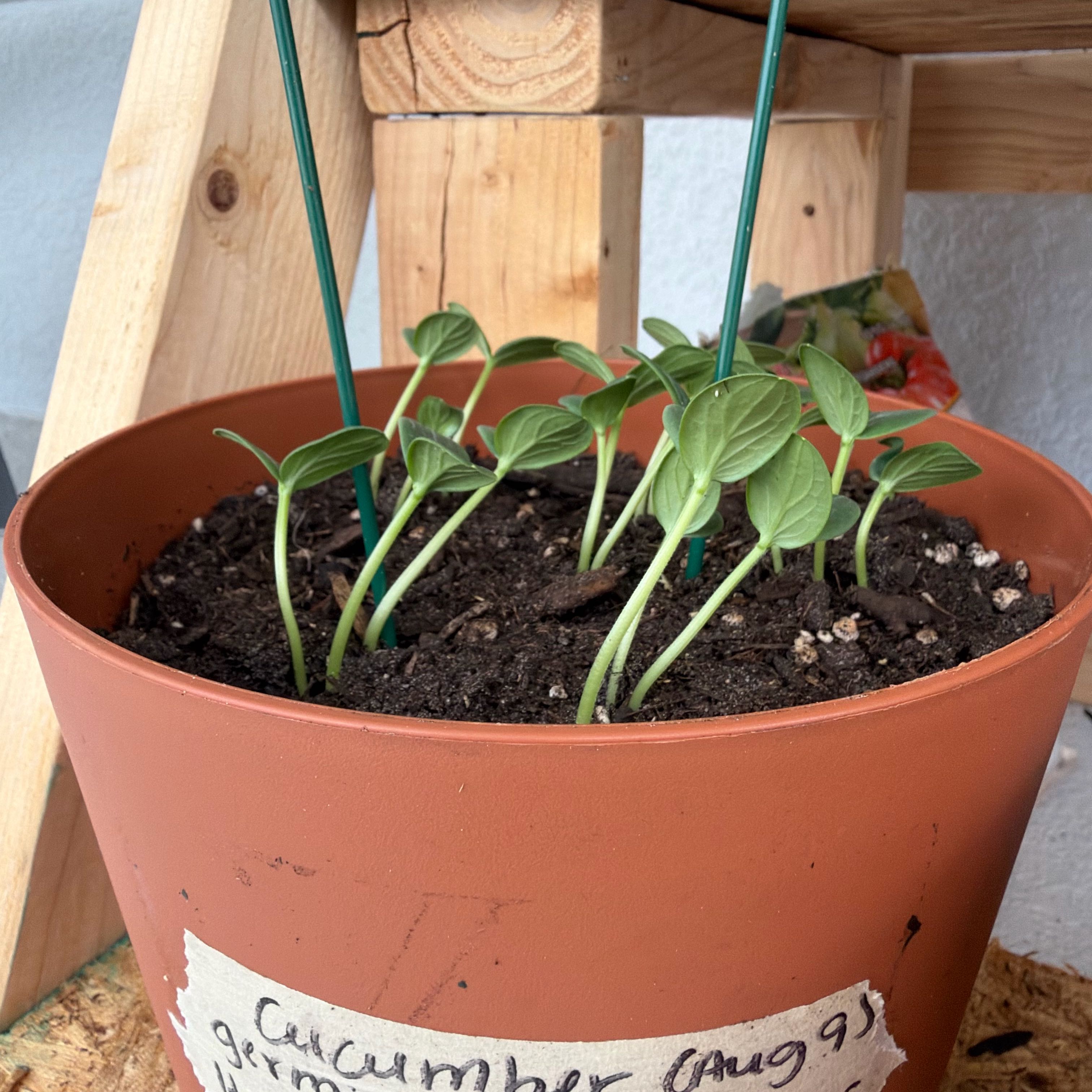 Photo of the plant species Cucumber by @FitDaffodil30 named Sproutacus on Greg, the plant care app
