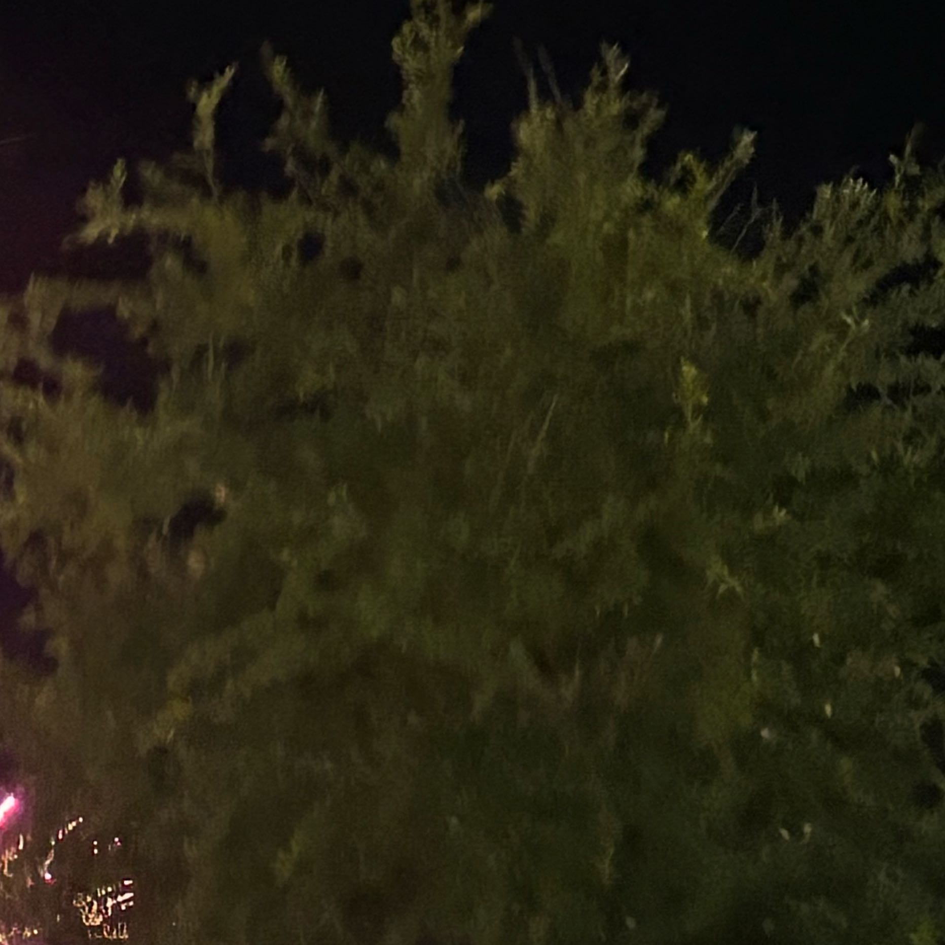 Photo of the plant species Norway Spruce by @FestalYuzu19 named Walt on Greg, the plant care app