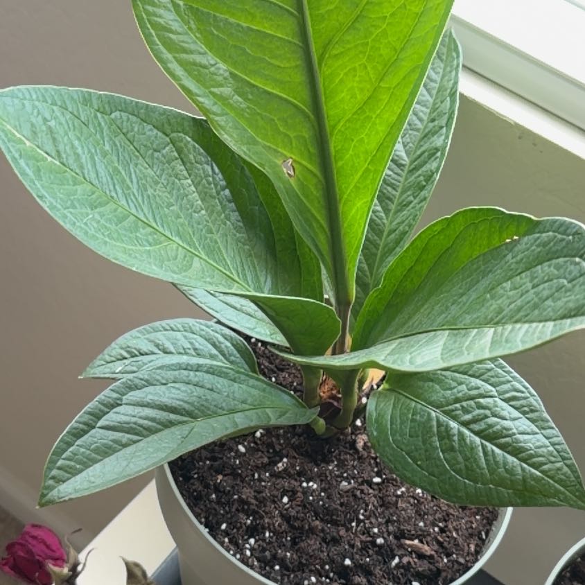 Photo of the plant species Parrot's Plantain by @SustainedTaro96 named Surya on Greg, the plant care app