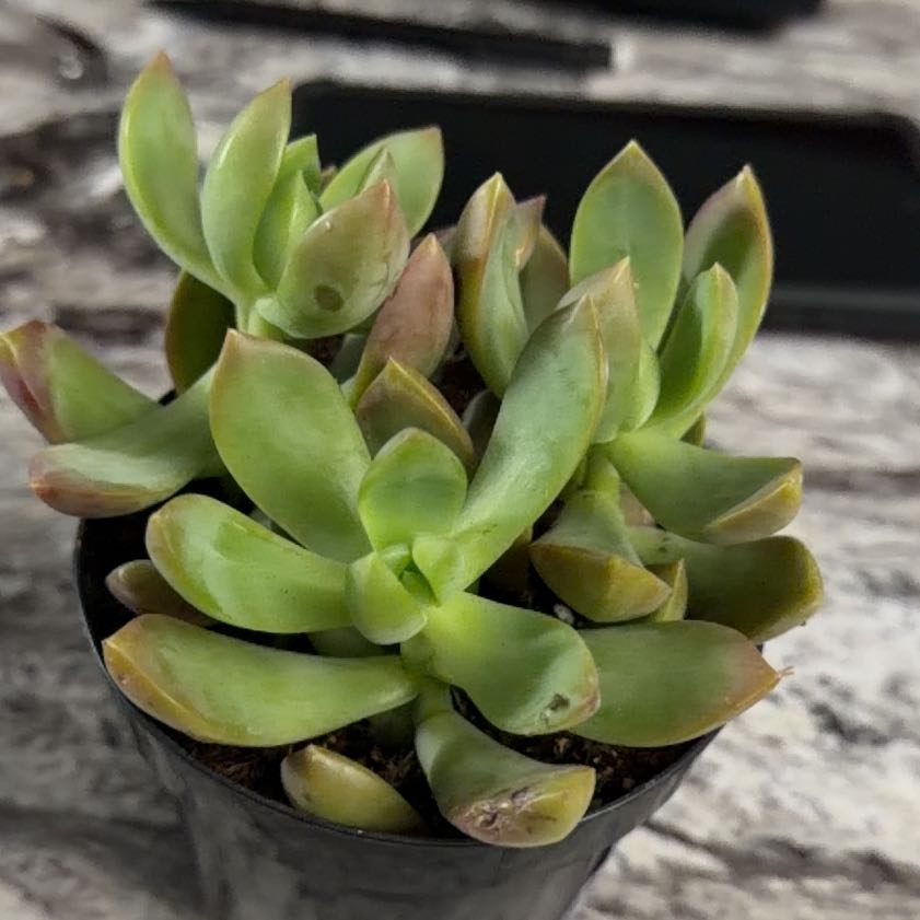 Photo of the plant species Graptosedum 'Copper Glow' by @AthleticAcajou named Kylie on Greg, the plant care app