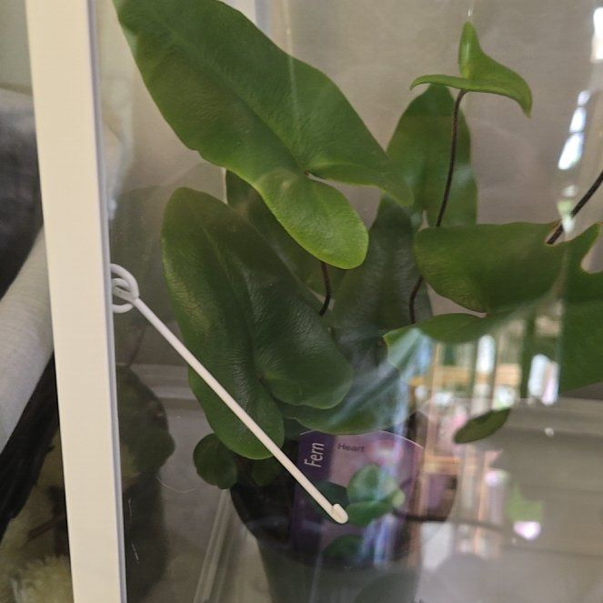 Photo of the plant species Heart Leaf Fern by @clovemb named Fernie Sanders on Greg, the plant care app