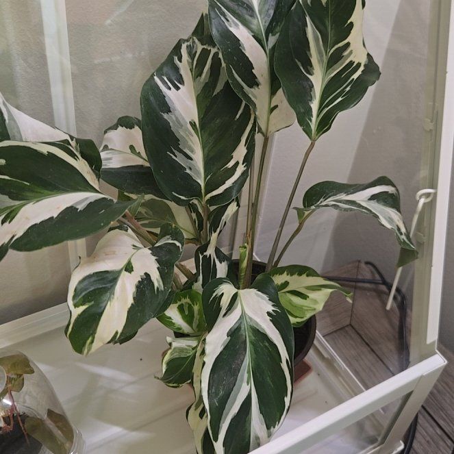 Photo of the plant species Calanthe Stella by @clovemb named Stella on Greg, the plant care app
