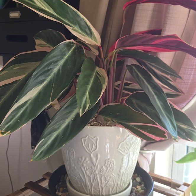Photo of the plant species Stromanthe sanguinea 'Tricolor' by @clovemb named Princess Donut the Queen Anne Chonk on Greg, the plant care app