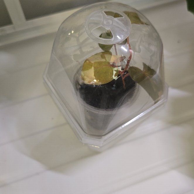 Photo of the plant species Tuber Fleeceflower by @clovemb named Sonora on Greg, the plant care app