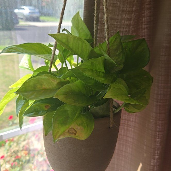 Photo of the plant species Global Green Pothos by @clovemb named Treeyoncé on Greg, the plant care app