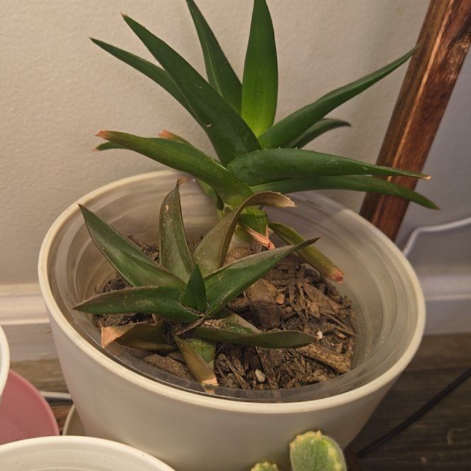 Photo of the plant species Alworthia 'Black Gem' by @clovemb named Girlfrond on Greg, the plant care app