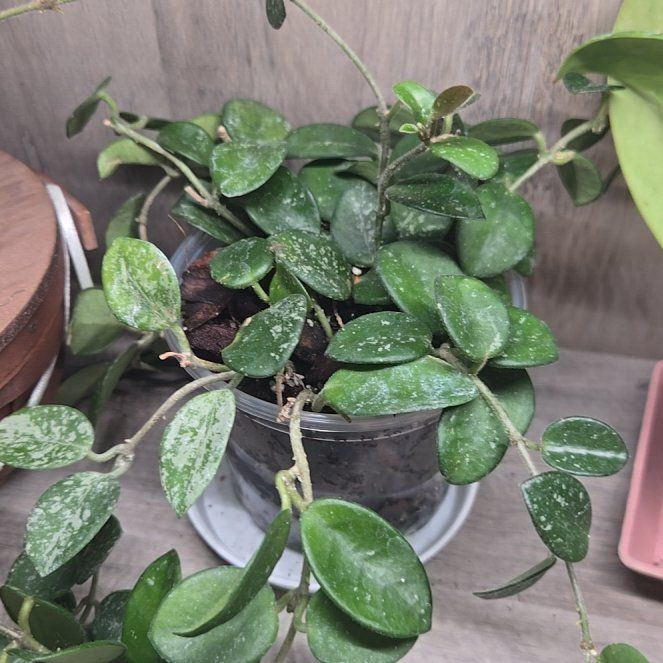 Photo of the plant species Hoya 'Mathilde Splash' by @clovemb named Beyonce on Greg, the plant care app