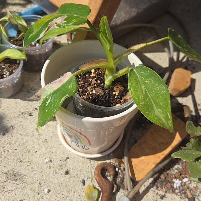 Photo of the plant species Philodendron 'White Wizard' by @clovemb named Fernie Mercury on Greg, the plant care app