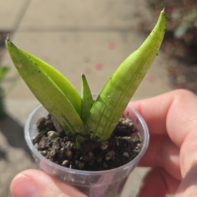 Photo of the plant species Sansevieria ‘Dwarf Boncel’ by @clovemb named Sol on Greg, the plant care app