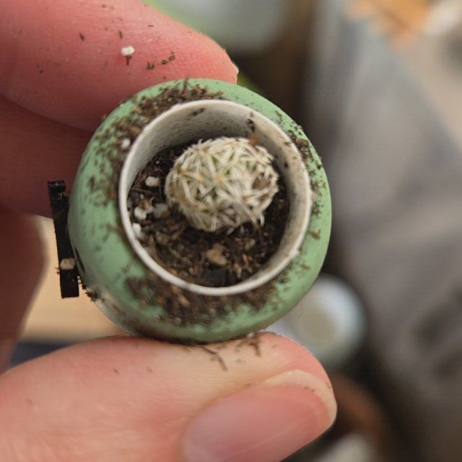 Photo of the plant species Thimble Cactus by @clovemb named Ferdinand on Greg, the plant care app