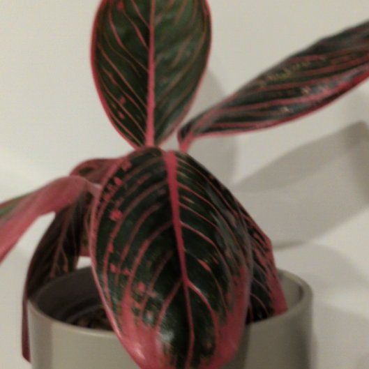 Photo of the plant species Aglaonema by @SightlyMira14 named Aurora on Greg, the plant care app