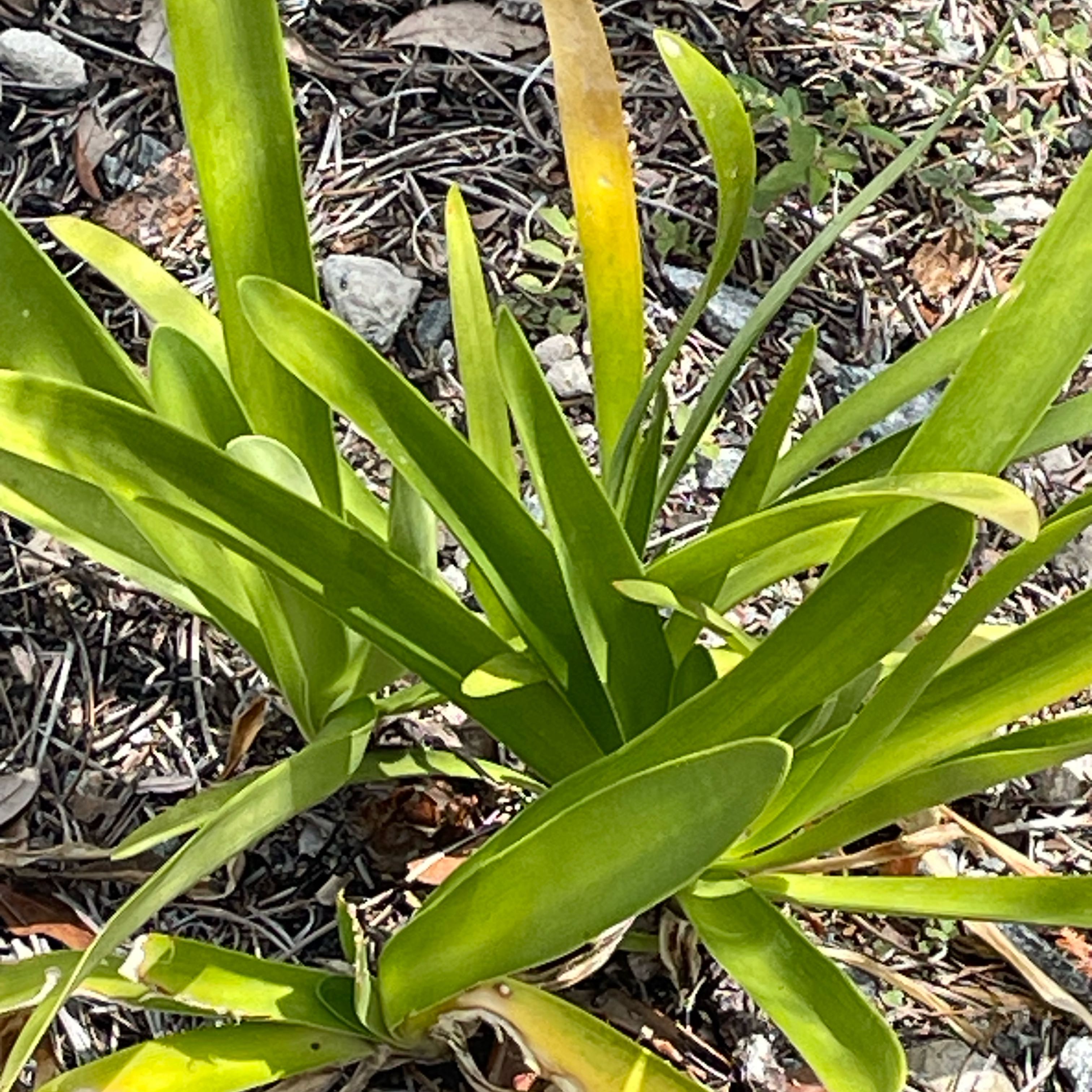 Photo of the plant species Blue Lily by @PetCactus19 named Luna on Greg, the plant care app