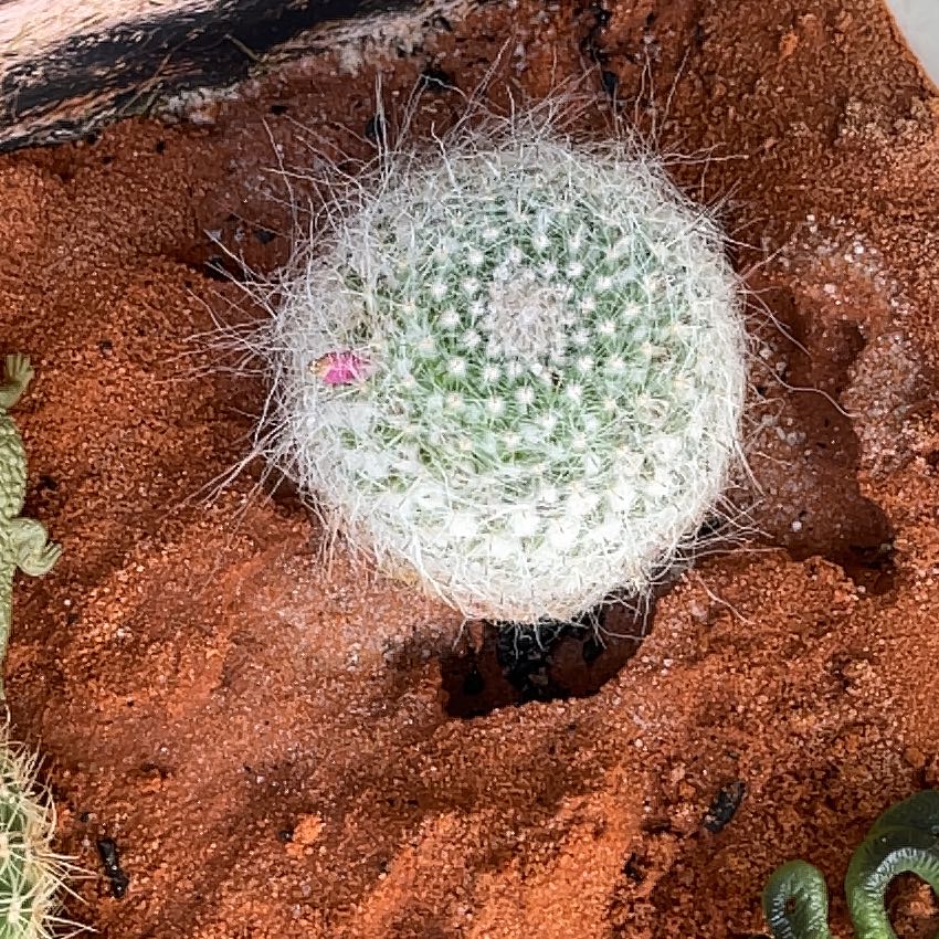 Photo of the plant species Mammillaria muehlenpfordtii by @ZarfDill16 named John on Greg, the plant care app