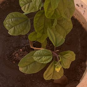 Photo of the plant species Bleeding Heart Vine by @AceAlfalfa10 named Nemo on Greg, the plant care app