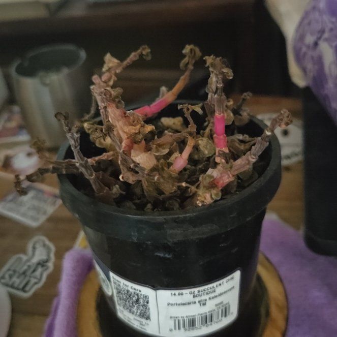 Photo of the plant species Portulacaria afra 'Kaleidoscope' by @UpholderRosea63 named Curie on Greg, the plant care app