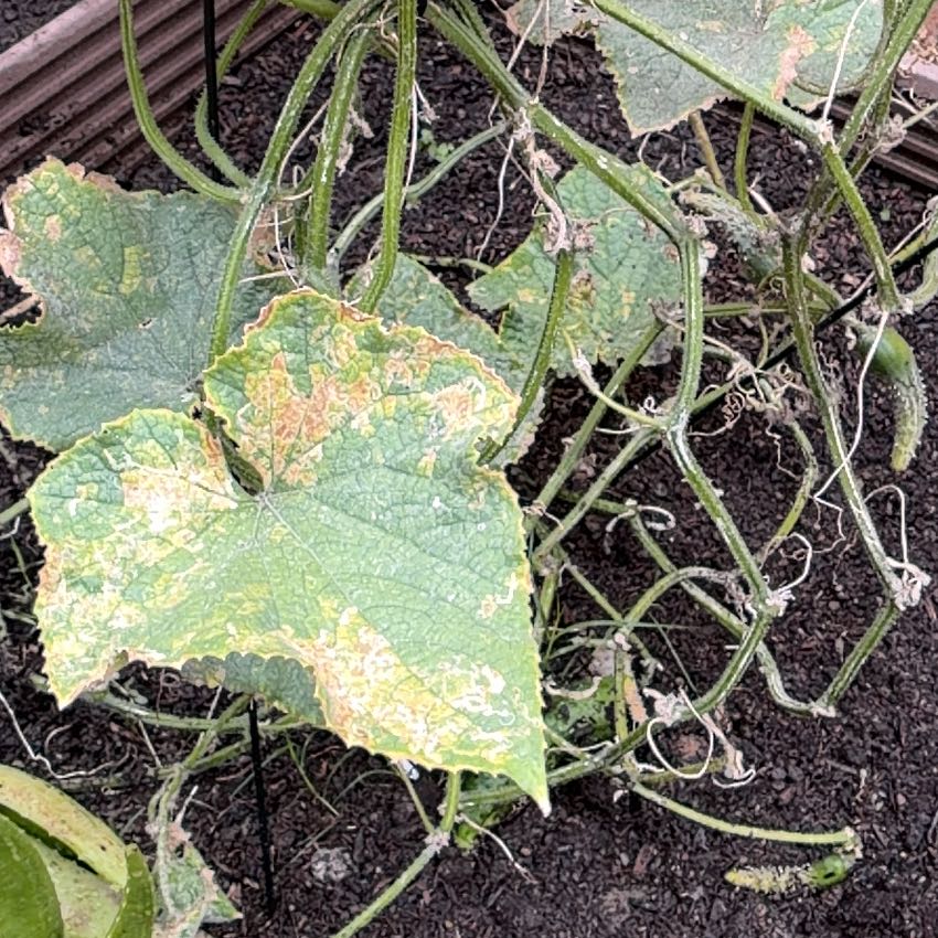 Photo of the plant species Cucumber by @WinBluehaze69 named Beckham on Greg, the plant care app