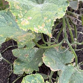 Photo of the plant species Summer Squash by @WinBluehaze69 named Lola on Greg, the plant care app