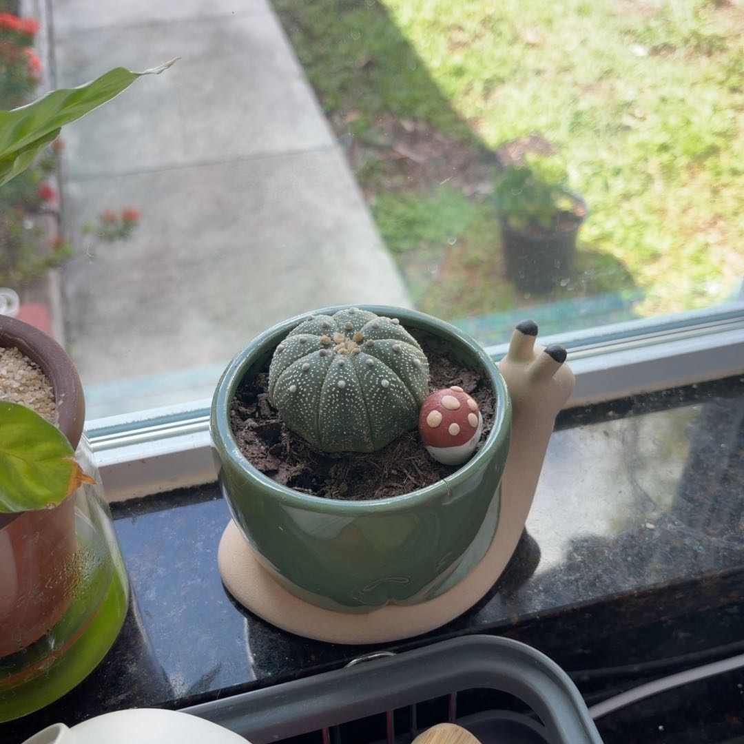 Photo of the plant species Sand Dollar Cactus by @UberViszsla25 named Elina on Greg, the plant care app