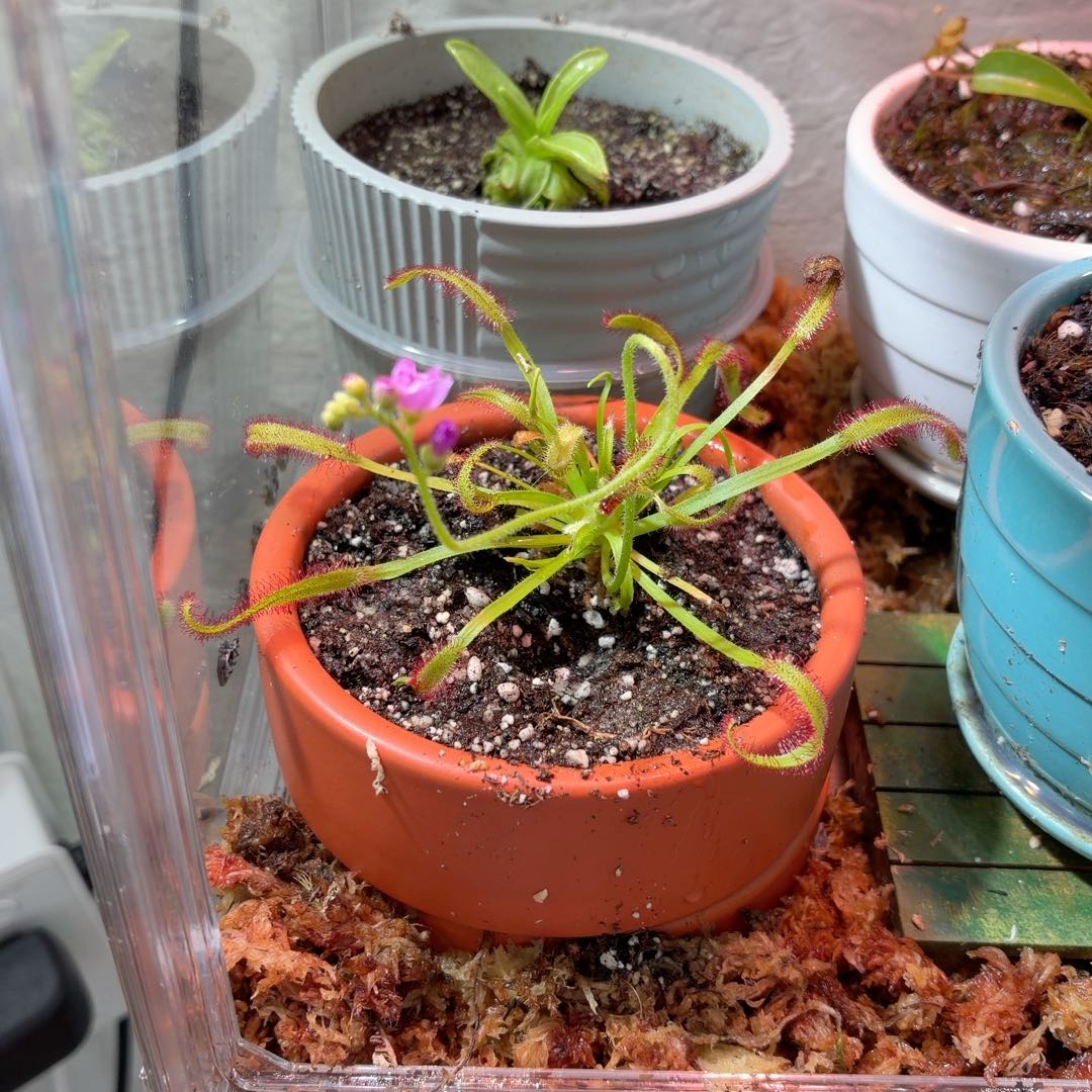 Photo of the plant species Cape Sundew by @UberViszsla25 named Emerson on Greg, the plant care app