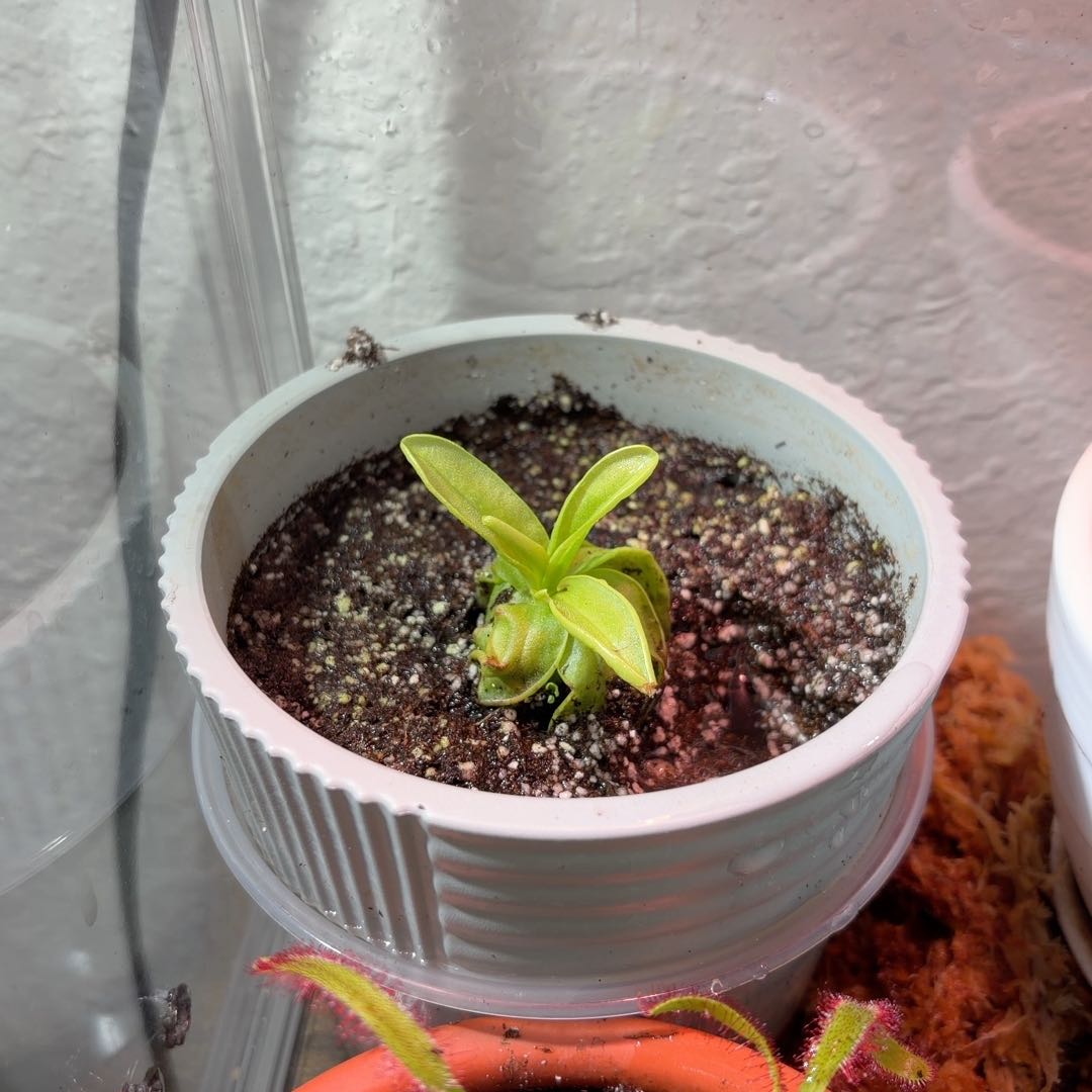 Photo of the plant species butterwort by @UberViszsla25 named Dolores on Greg, the plant care app