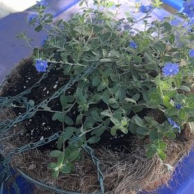 Photo of the plant species Beach Bum Blue by @TastyDodder76 named Beckham on Greg, the plant care app