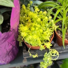 Photo of the plant species Stringy Stonecrop by @VastBlackpea75 named Sonora on Greg, the plant care app