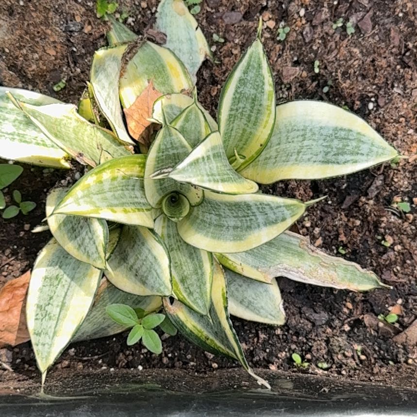 Photo of the plant species Sansevieria Night Owl by @DotingBlusher49 named Denali on Greg, the plant care app