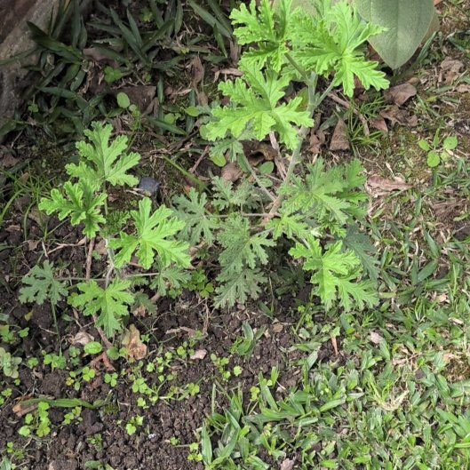 Photo of the plant species Citronella (anti-mosquito plant) by @MannerlySedum60 named Maya on Greg, the plant care app