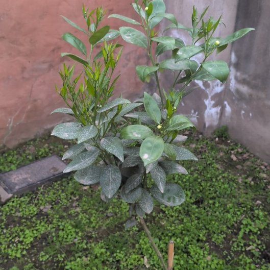 Photo of the plant species Orange Tree by @MannerlySedum60 named Hemingway on Greg, the plant care app