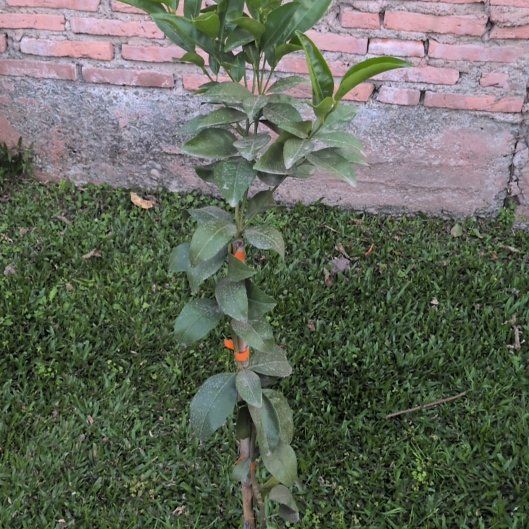 Photo of the plant species Mandarin orange by @MannerlySedum60 named Aristotle on Greg, the plant care app