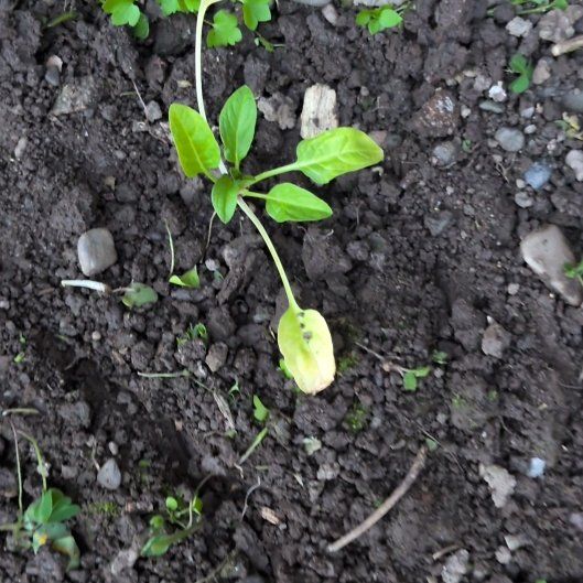 Photo of the plant species Spinach by @MannerlySedum60 named Marilyn on Greg, the plant care app
